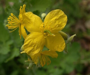 Celandine2 300x250