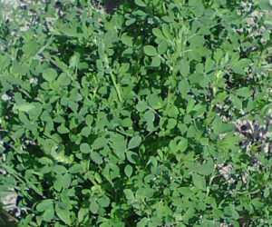 alfalfa2 300x250