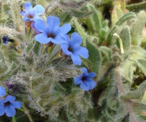 alkanet 300x250