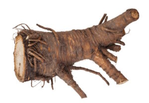 angelica root 300x207