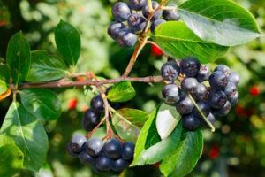 aronia 300x200