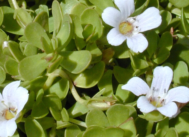 bacopa 768x558