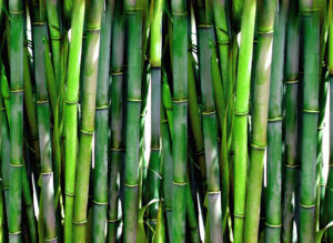 bamboo 300x219