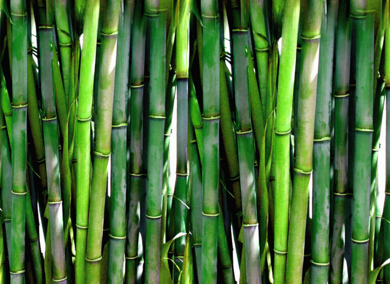 bamboo 768x560