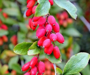 barberry 300x250