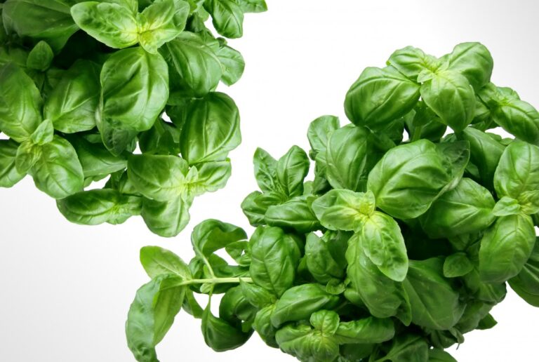 basil 768x516