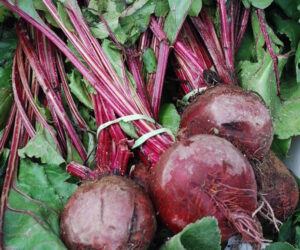 beets 300x250