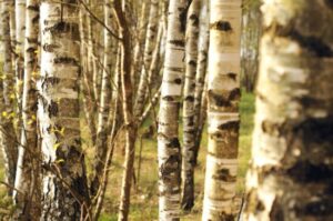 birch 300x199