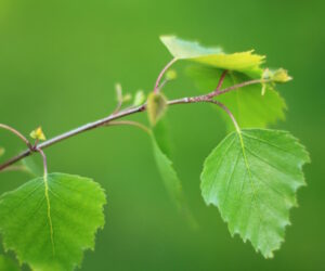 birch2 300x250