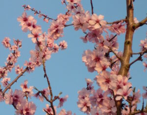 bitter almond 300x236