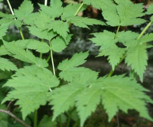 black cohosh3 300x250