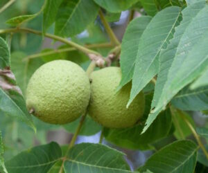 black walnut 300x250