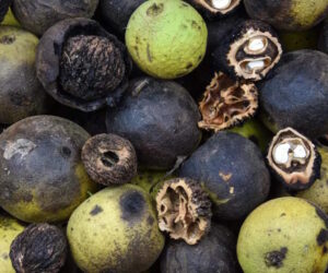 black walnut2 300x250