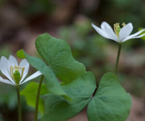 bloodroot 300x250