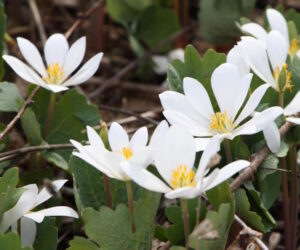 bloodroot1 300x250