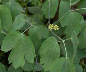 blue cohosh2 300x250