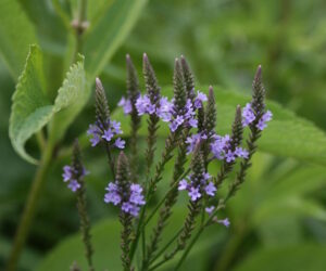 blue vervain 300x250
