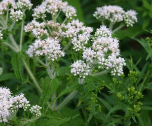 boneset 300x250