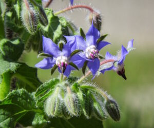 borage 300x250