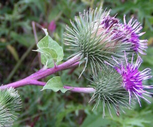 burdock2 300x250