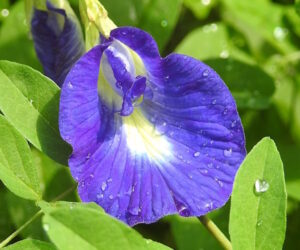 butterfly pea flower 300x250
