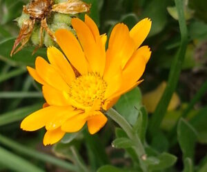 calendula 300x250