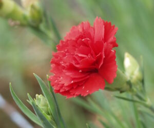 carnation 300x250