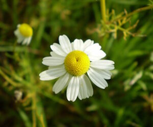 chamomile 300x250