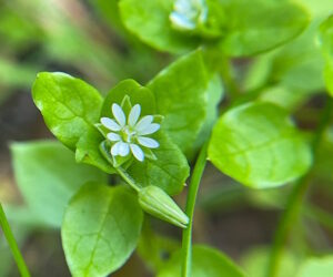 chickweed 300x250