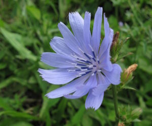 chicory 300x250