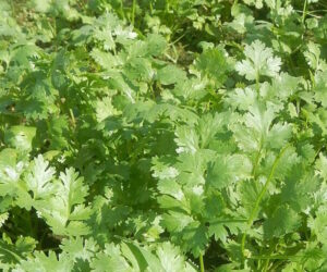 cilantro 300x250