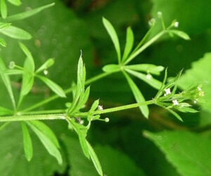 cleavers 300x250