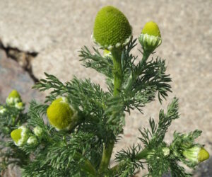pineappleweed2 300x250