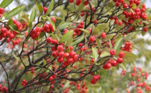 red chokeberry 300x185