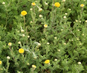 roman chamomile 300x250