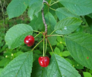 sweet cherry 300x250