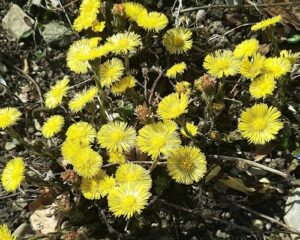 coltsfoot 300x240