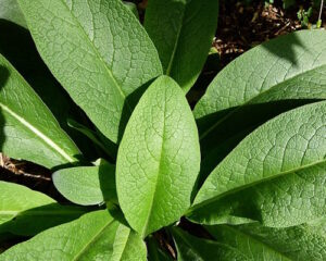 comfrey 300x240